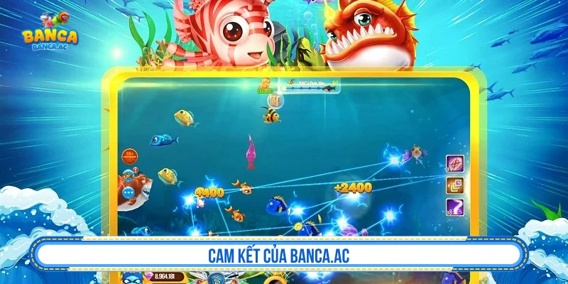 Cam kết của Banca.ac